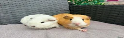 Guinea Pig rodents for sale: Sows and Trio of Boars  - Advert 9