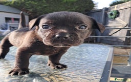 Mixed Breed dogs for sale: Frenchbulldog cross puppies  - Image 10