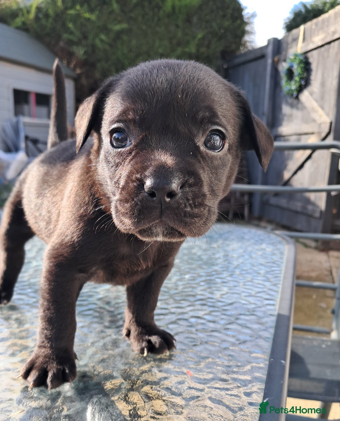 Mixed Breed dogs for sale: Frenchbulldog cross puppies  - Image 10