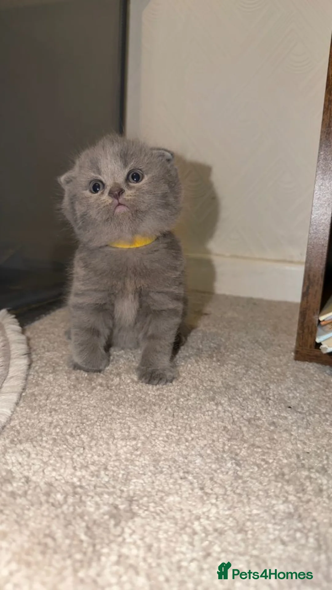 British Shorthair cats for sale: Adorable British Shorthair Cross Scottish Kittens  in London - Advert 2