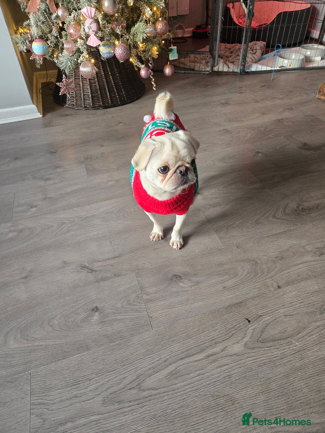 Frug dogs for sale: Frugs - Advert 5