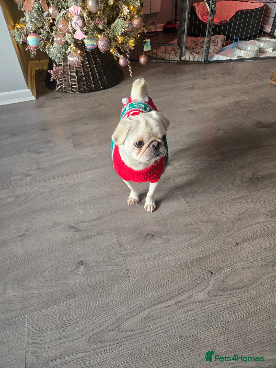 Frug dogs for sale: Frugs - Advert 5