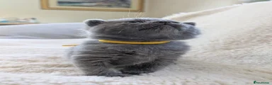 💛 Male (BSH - classic solid blue coat)