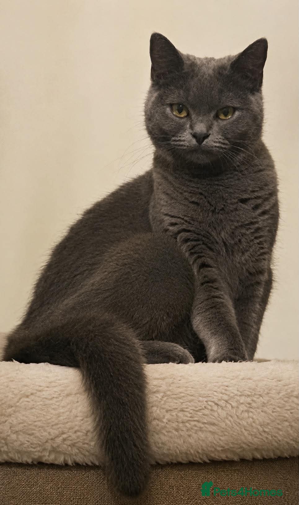 British Shorthair cats Special British Shorthair kitten  - Advert 1