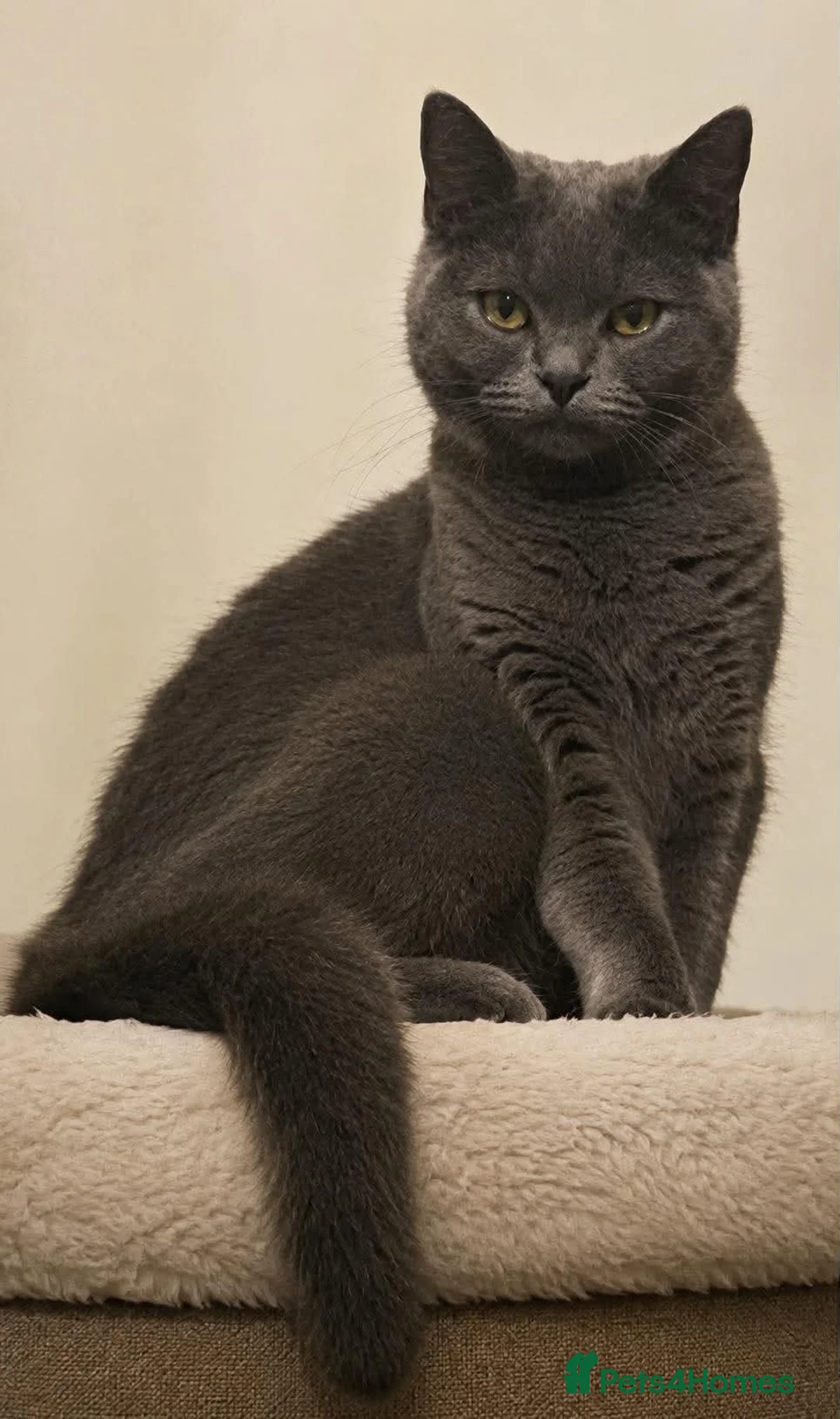 British Shorthair cats for sale: Special British Shorthair kitten  in Fareham - Advert 1