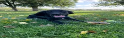 Sprocker dogs for sale: Sprocker spaniel  - Advert 3