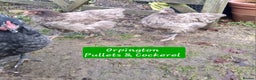 Chickens poultry for sale: Orpington English Rare Colour Trio - Advert 2