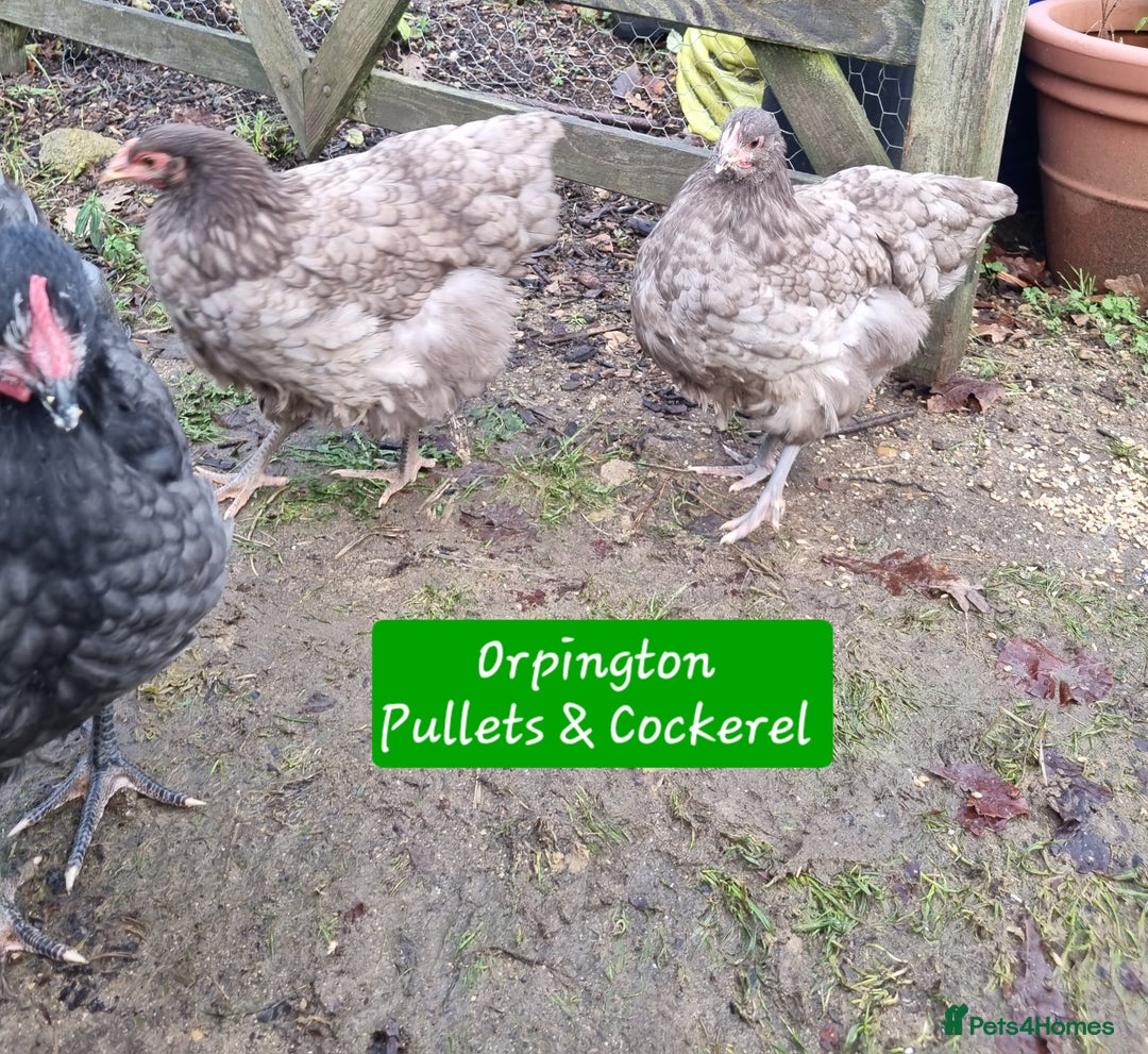 Chickens poultry for sale: Orpington English Rare Colour Trio - Advert 2