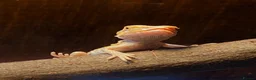 Bearded Dragon reptiles for sale: Baby dragons 1 month old  - Advert 9