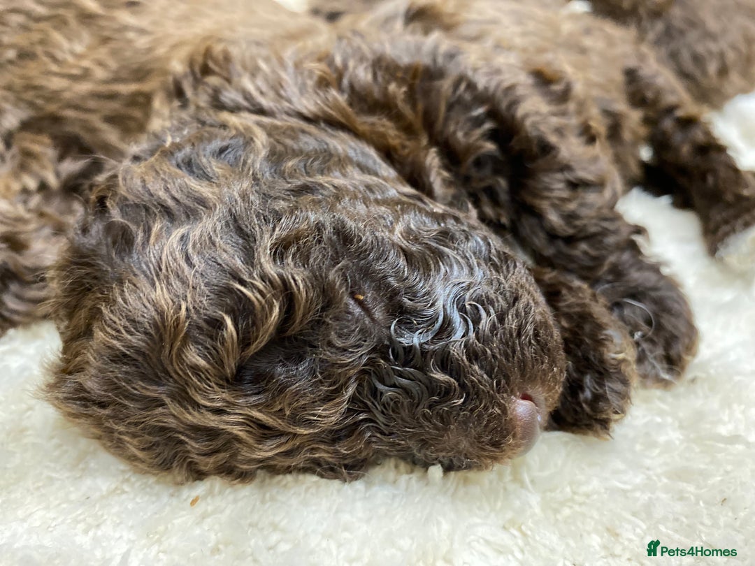 Lagotto Romagnolo dogs for sale: Lagotto Romagnolo puppies  - Advert 19