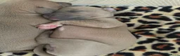 Italian Greyhound dogs for sale: KC Registered Italian Greyhound Puppies  in Carlisle - Advert 11