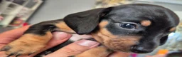 Miniature Dachshund dogs for sale: 4 x Beautiful miniature dachshunds  in Faringdon - Advert 15