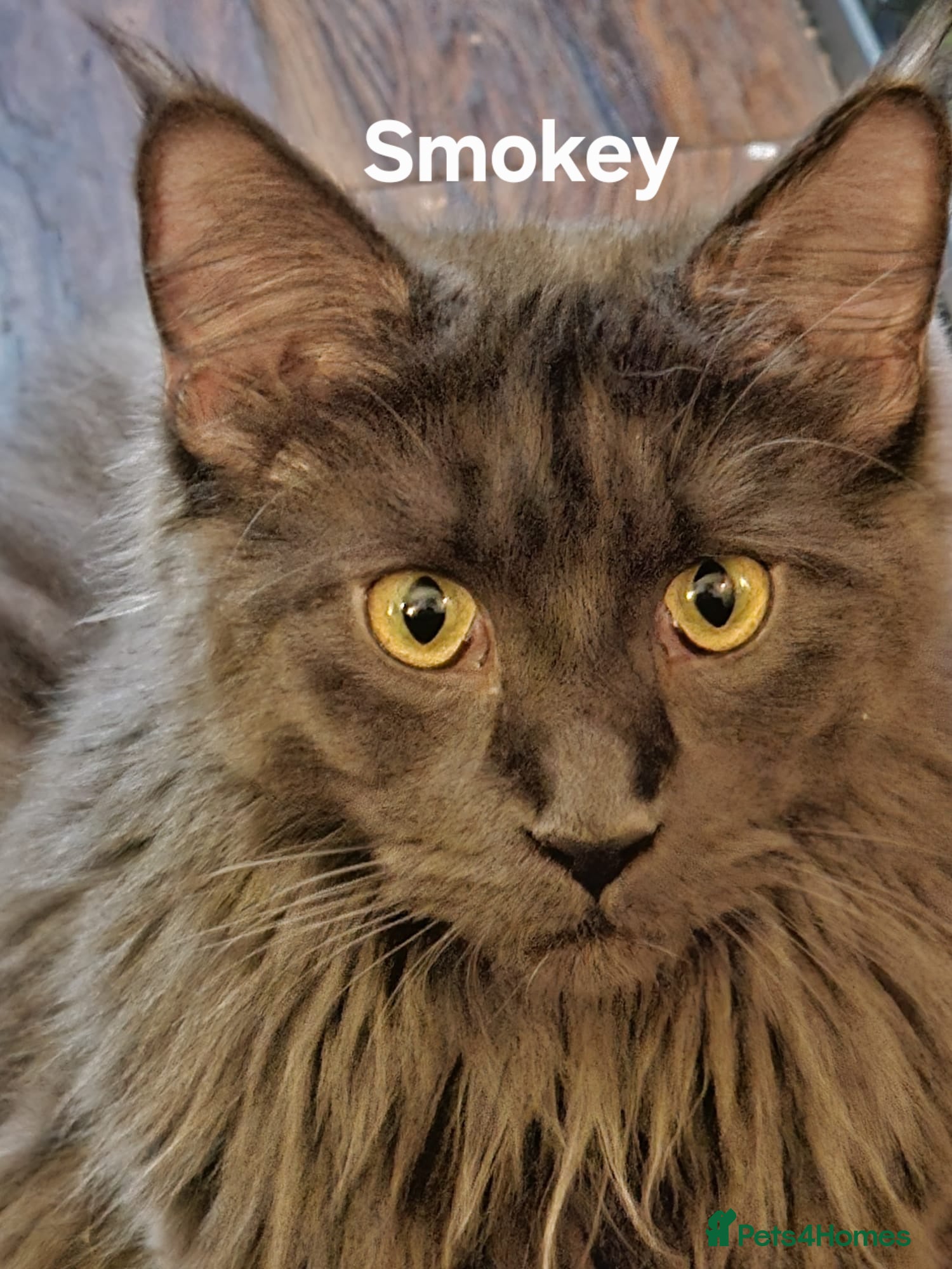 Maine Coon cats GCCF Maine coon litter  - Advert 5