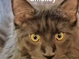 Maine Coon cats GCCF Maine coon litter - Advert 5