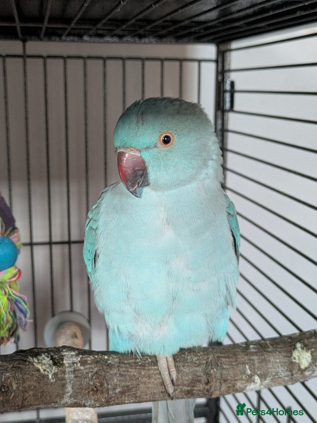 Ringnecks birds for sale: Blue Indian Ringneck (Nova) - Advert 3