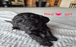 Cockapoo dogs for sale: Gorgeous F2b Cockapoos  - Image 17