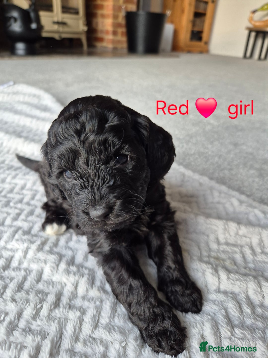 Cockapoo dogs for sale: Gorgeous F2b Cockapoos  - Image 17