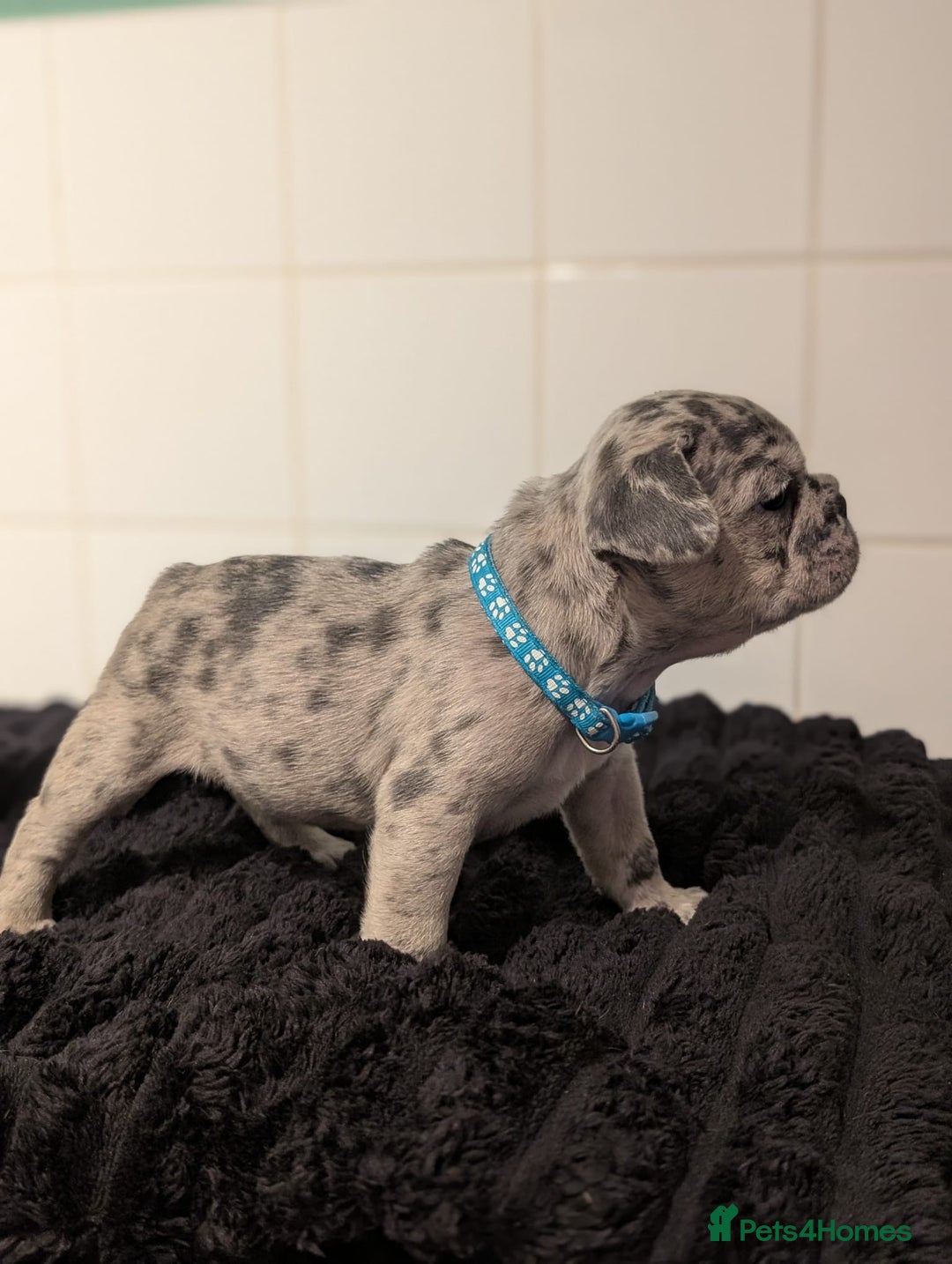 French Bulldog dogs for sale: 6 lovely French bulldog puppies  - Advert 3