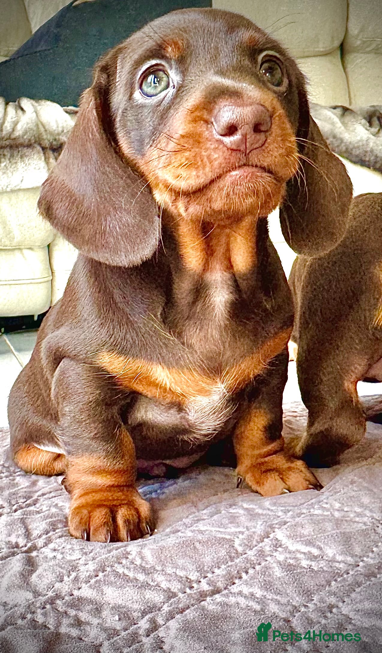 Miniature Dachshund dogs READY SOON MINI DACHSHUNDS SERIOUS BUYERS ONLY  - Advert 7