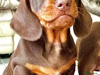 Miniature Dachshund dogs READY SOON MINI DACHSHUNDS SERIOUS BUYERS ONLY - Advert 14