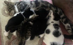 Mixed Breed cats for sale: 4 Sweet tempered kittens looking for loving homes - Image 20