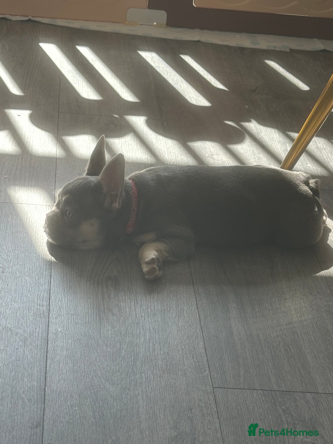 French Bulldog dogs for sale: French Bulldog 1 Fur Baby ‼️PRICE DROP £750‼️ - Image 9
