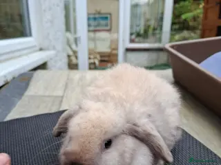 Mini Lop rabbits Mini Lops and Mini Lion Lops - Advert 19