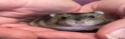 Hamster rodents for sale: Baby Winter White Russian hamsters (pure bred). - Advert 2