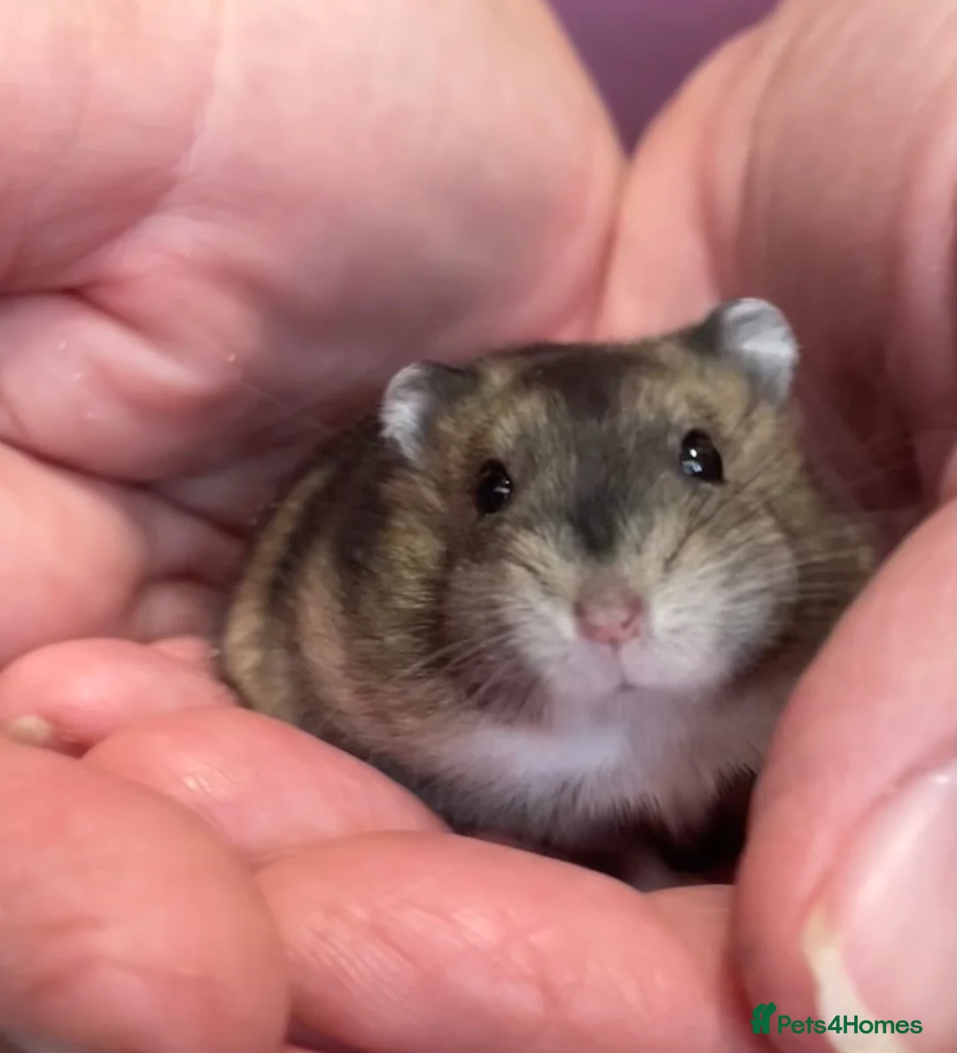 Hamster rodents for sale: Baby Winter White Russian hamsters (pure bred). - Advert 2