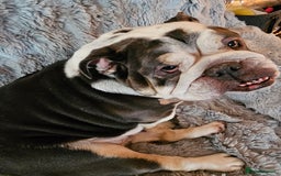 English Bulldog dogs for sale: English bulldog  - Image 5