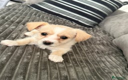 Morkie dogs for sale: Morkie puppies  - Advert 9