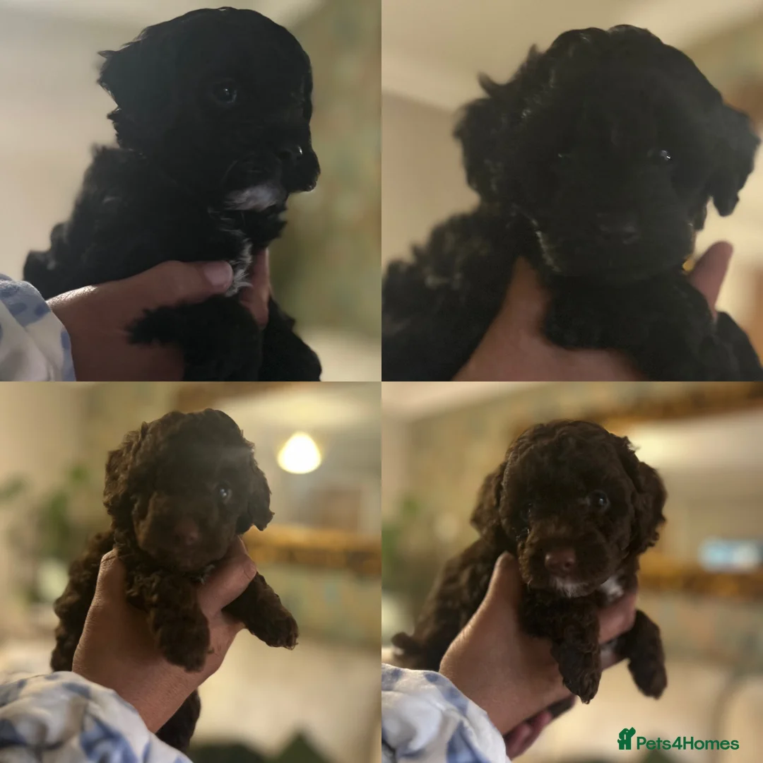 Cavapoo dogs for sale: Beautiful litter of 4 F1b toy cavapoo  in Cardiff - Advert 2