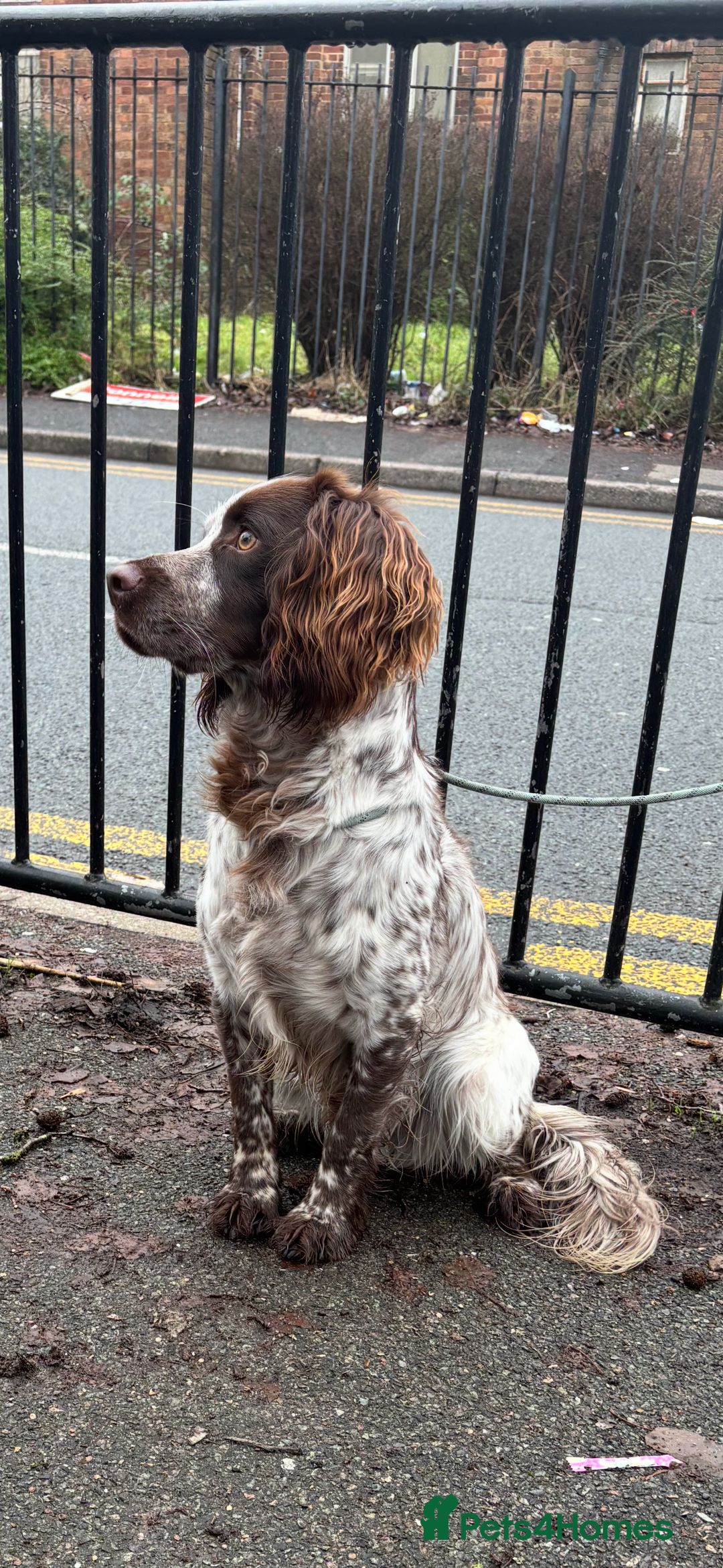 Sprocker dogs for stud: ROAN SPROCKER FOR STUD - Advert 2