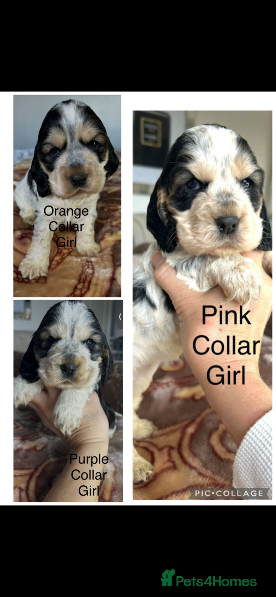 Cocker Spaniel dogs Exceptional Show Cocker Spaniel Puppies - Advert 1