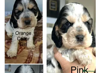 Cocker Spaniel dogs Exceptional Show Cocker Spaniel Puppies - Advert 1
