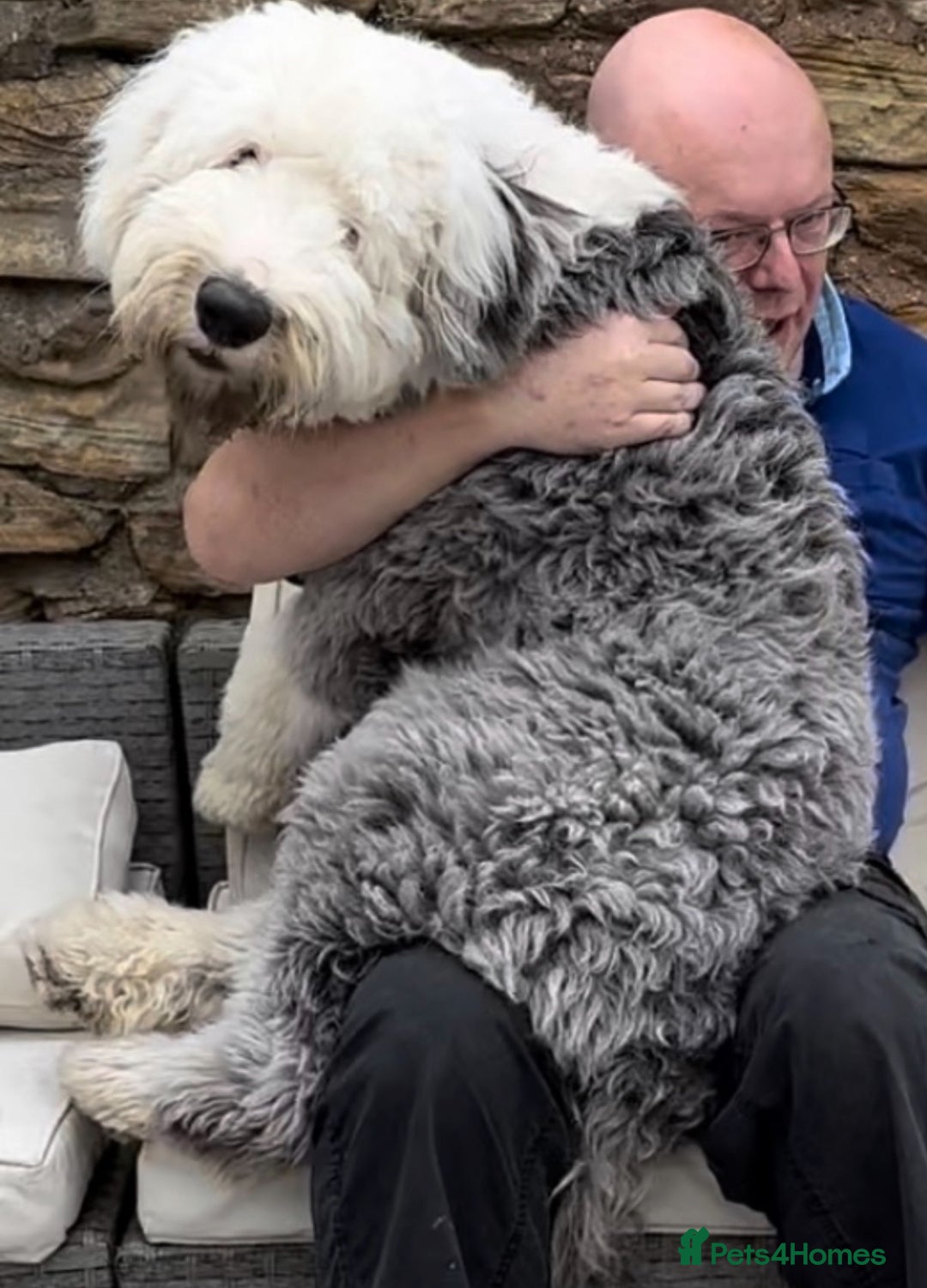 Old English Sheepdog dogs for stud: KC registered Old English Sheepdog for stud in Consett - Image 8
