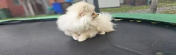 Pomeranian dogs for sale: Super fluffy small cream sable pomeranians - Advert 8