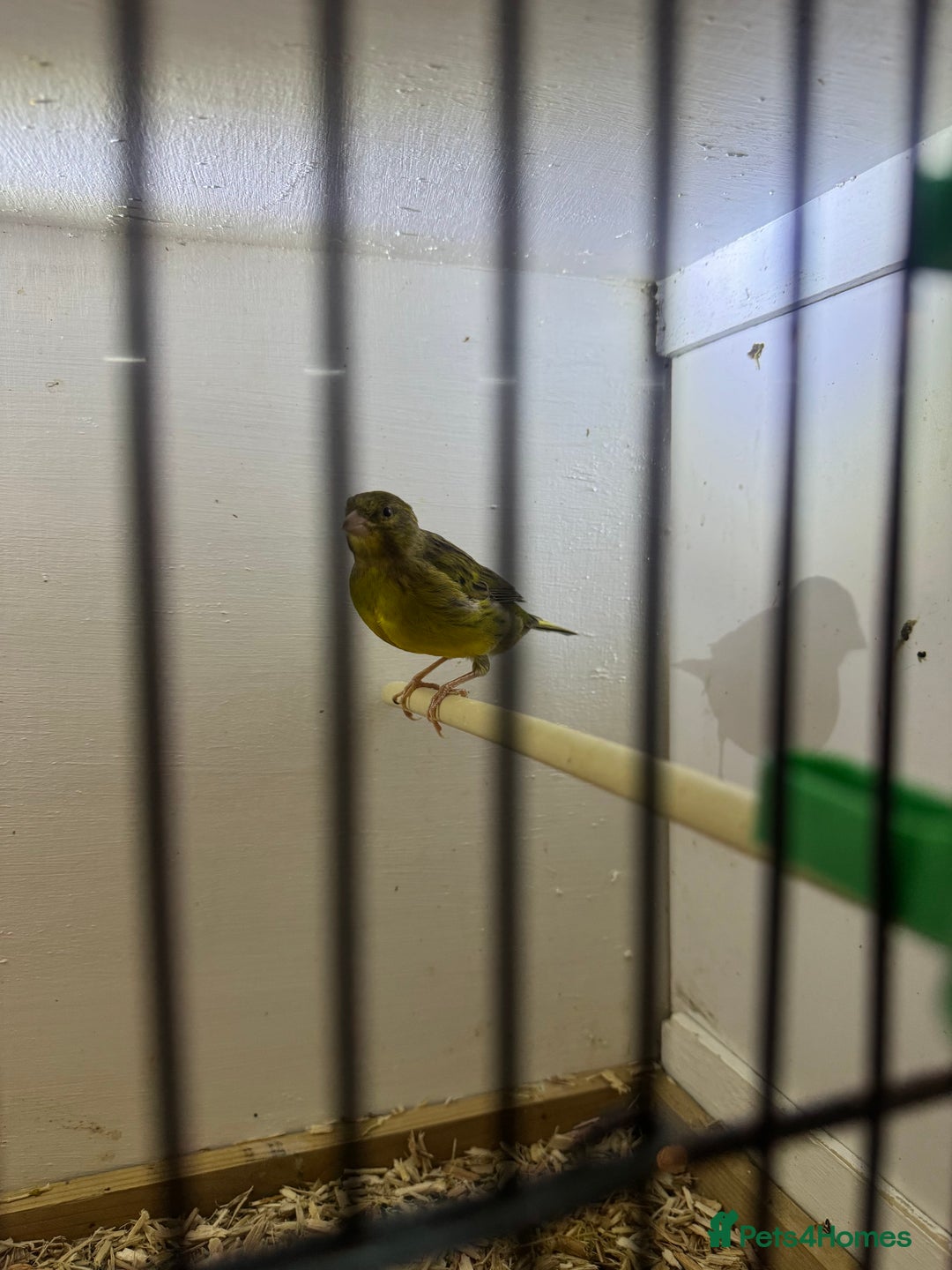 Canaries birds for sale: Canaries, budgies and love birds  - Advert 4