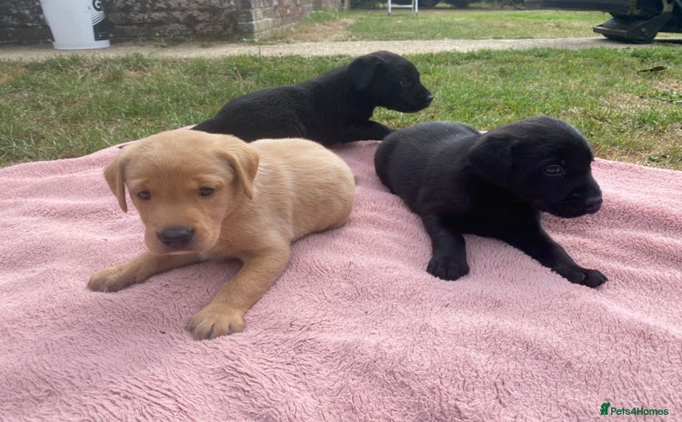Labrador Retriever dogs - Advert 12