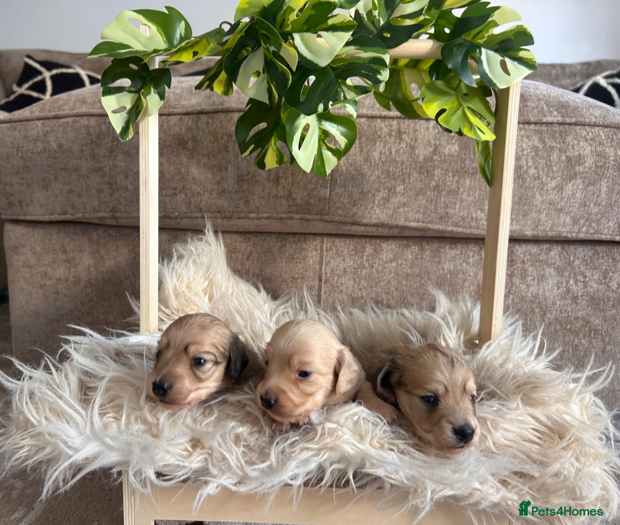 Miniature Dachshund dogs Beautiful Cream miniature dachshunds - Advert 1