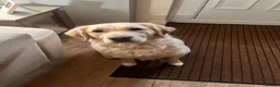 Goldador dogs for sale: Lottie 3 year old Goldador - Advert 5