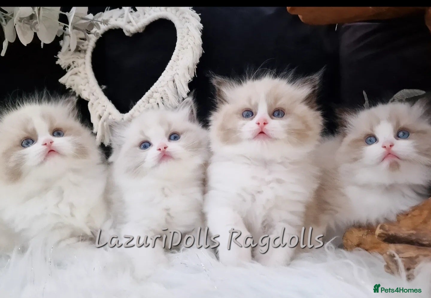 Ragdoll cats 🏆🐆 Exclusive kittens❤️✨️Award winning cattery - Advert 12