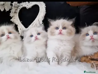 Ragdoll cats 🏆🐆 Exclusive kittens❤️✨️Award winning cattery - Advert 12