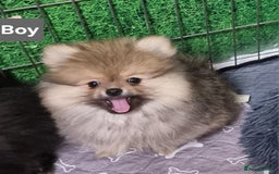 Pomeranian dogs for sale: Pomeranian  - Image 6
