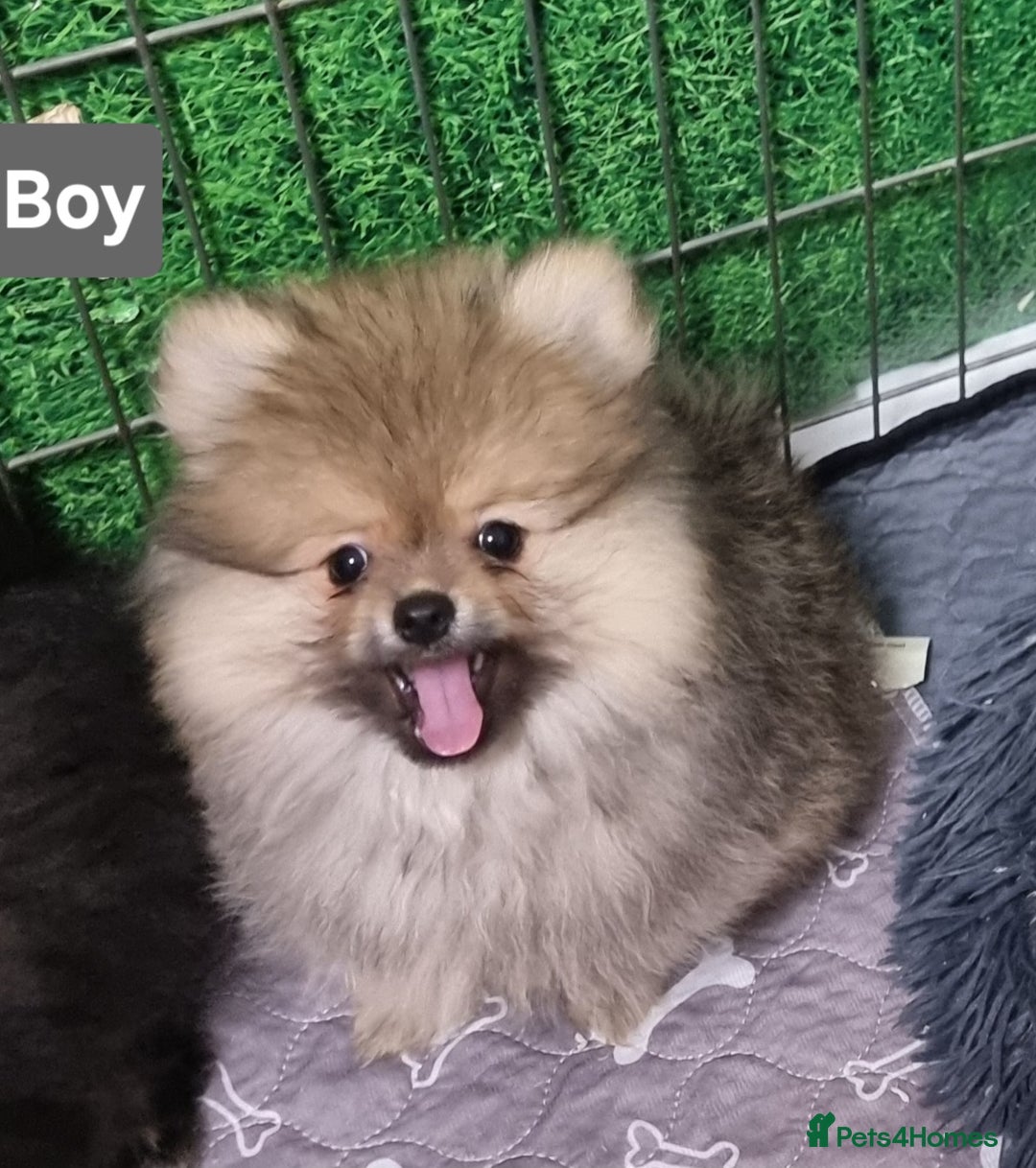 Pomeranian dogs for sale: Pomeranian  - Image 6