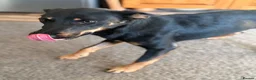 Mixed Breed dogs for adoption: Sweet Lilly is looking for LOVE - Advert 12