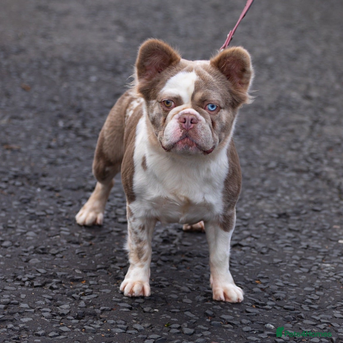 French Bulldog dogs French bulldogs  - Advert 11