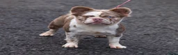 French Bulldog dogs for sale: French bulldogs  - Advert 11