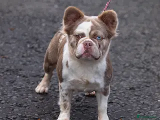 French Bulldog dogs French bulldogs - Advert 11