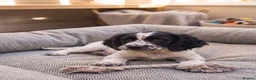 Cocker Spaniel dogs for sale: Cocker spaniel puppy in London - Advert 4